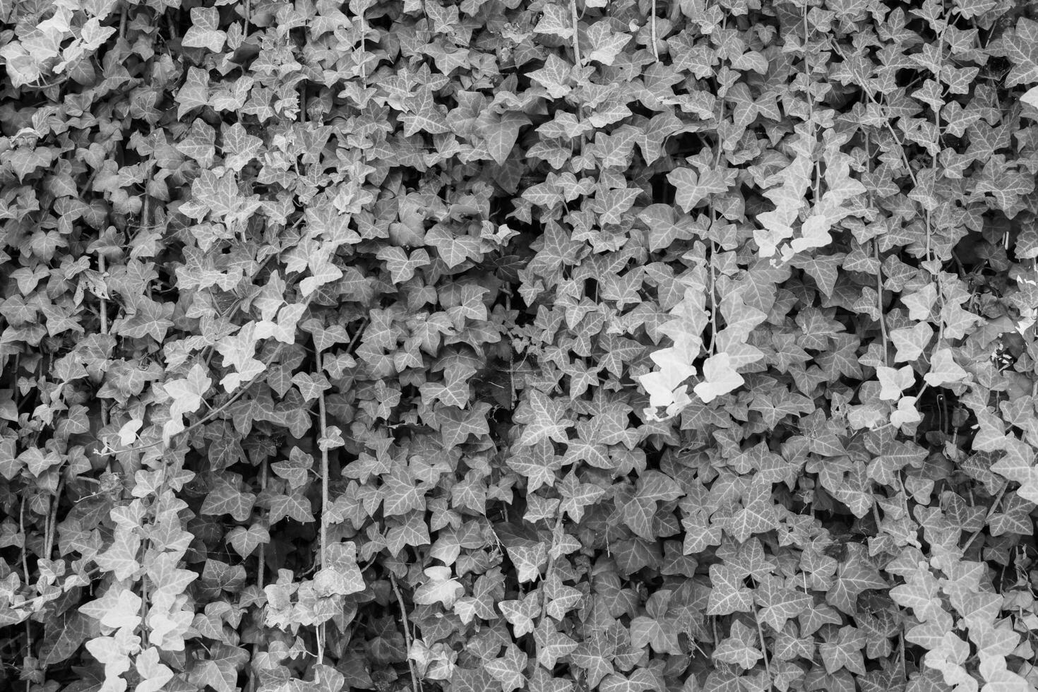 murgröna växt bakgrund i svart och vit foto