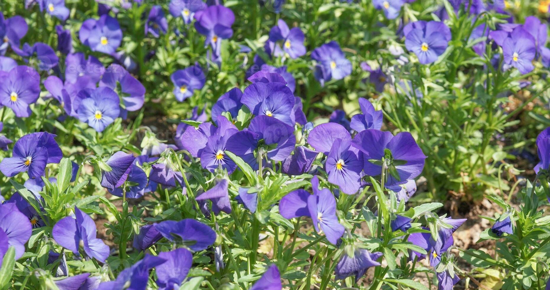 violett blomma bakgrund foto