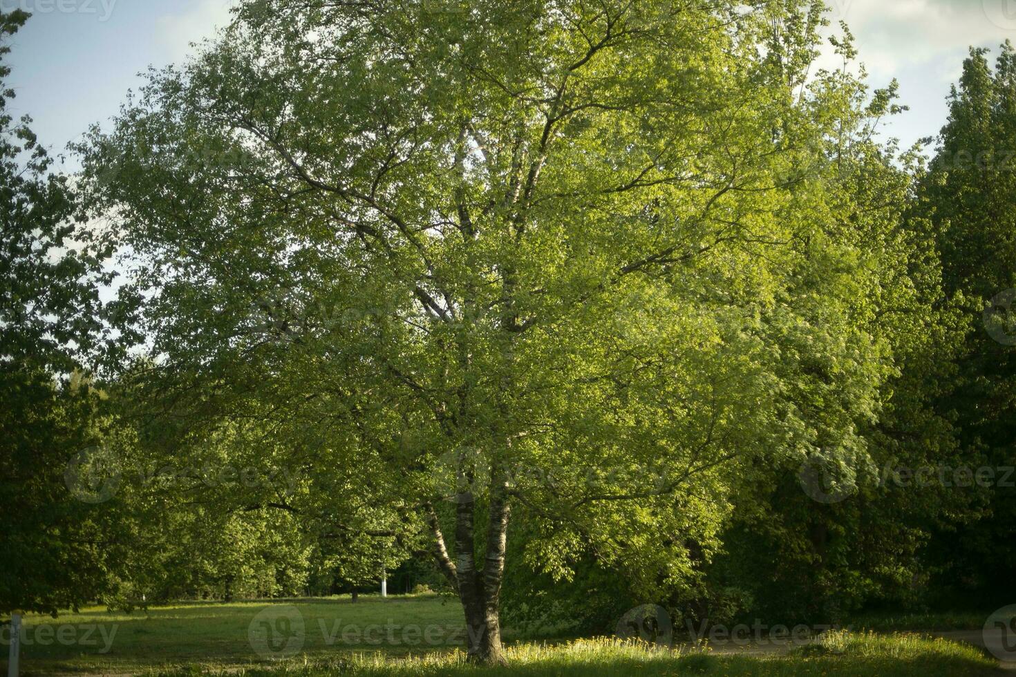 träd i parkera. sommar parkera. stor björk. foto