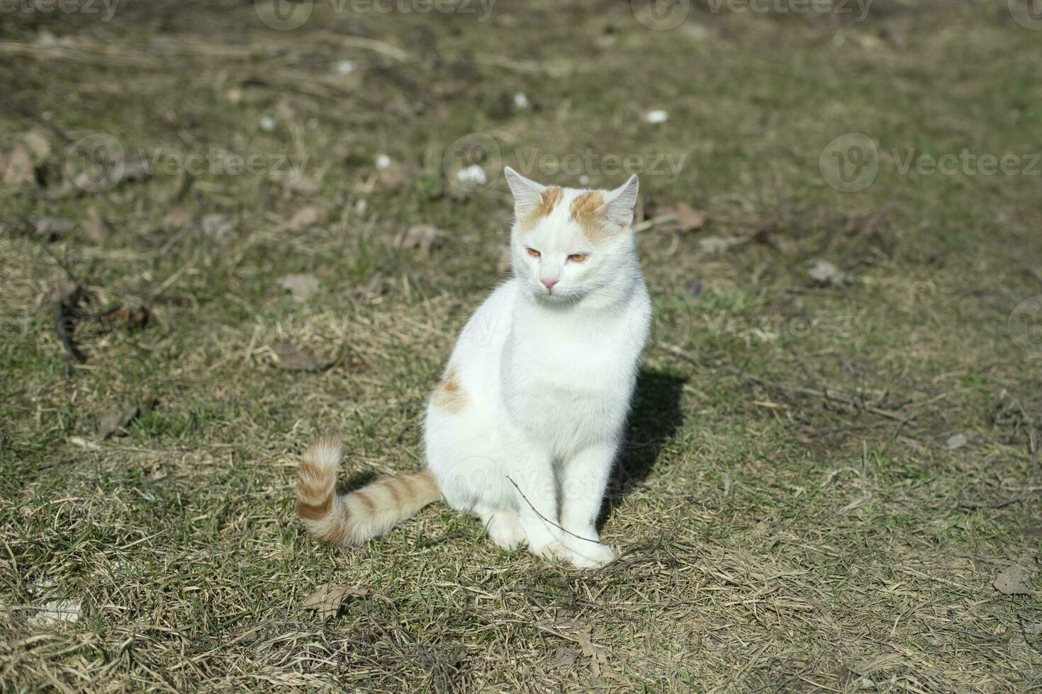 vit katt på gata. sällskapsdjur är gående. ung katt med vit hår. foto