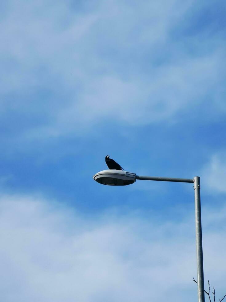 en svart kråka sitter på en gata lampa mot de blå himmel. foto