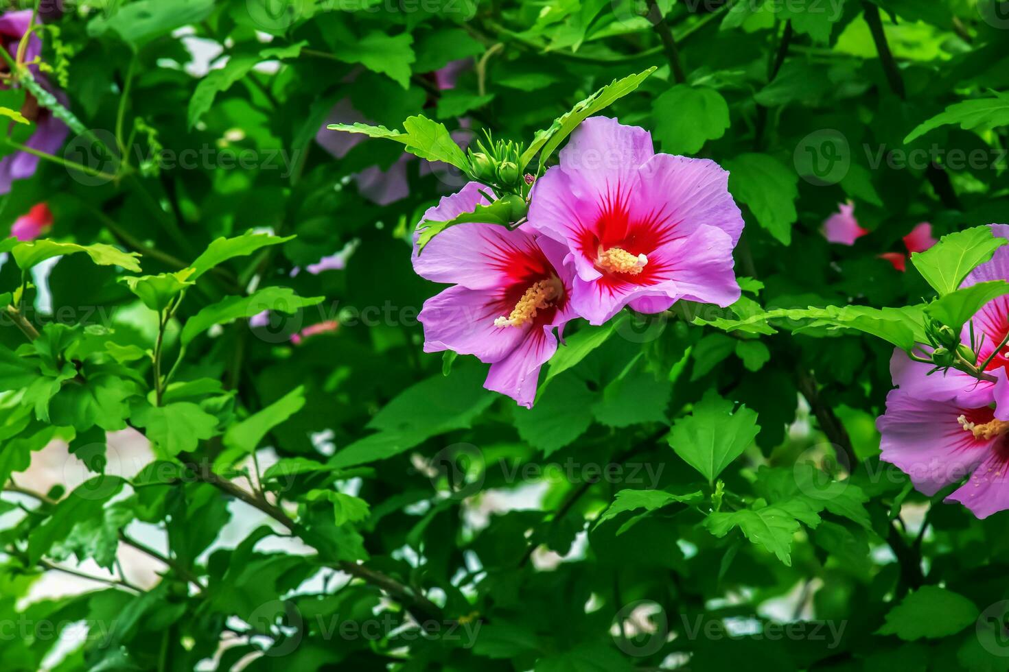 hibiskus syriacus skön vit blommor med vinröd öga foto