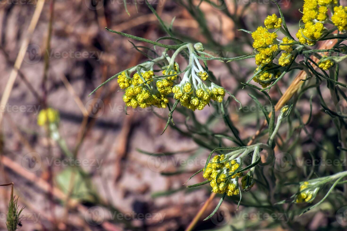 helichrysum arenarium l är också känd som dvärg- evigt, och som immortelle. foto