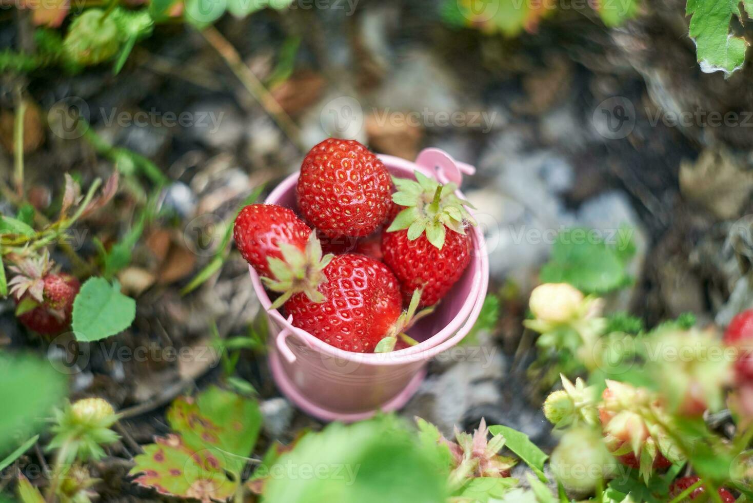 bär säsong.ljus rosa hink med bär av jordgubbar på de grön gräs. skott på helios. foto