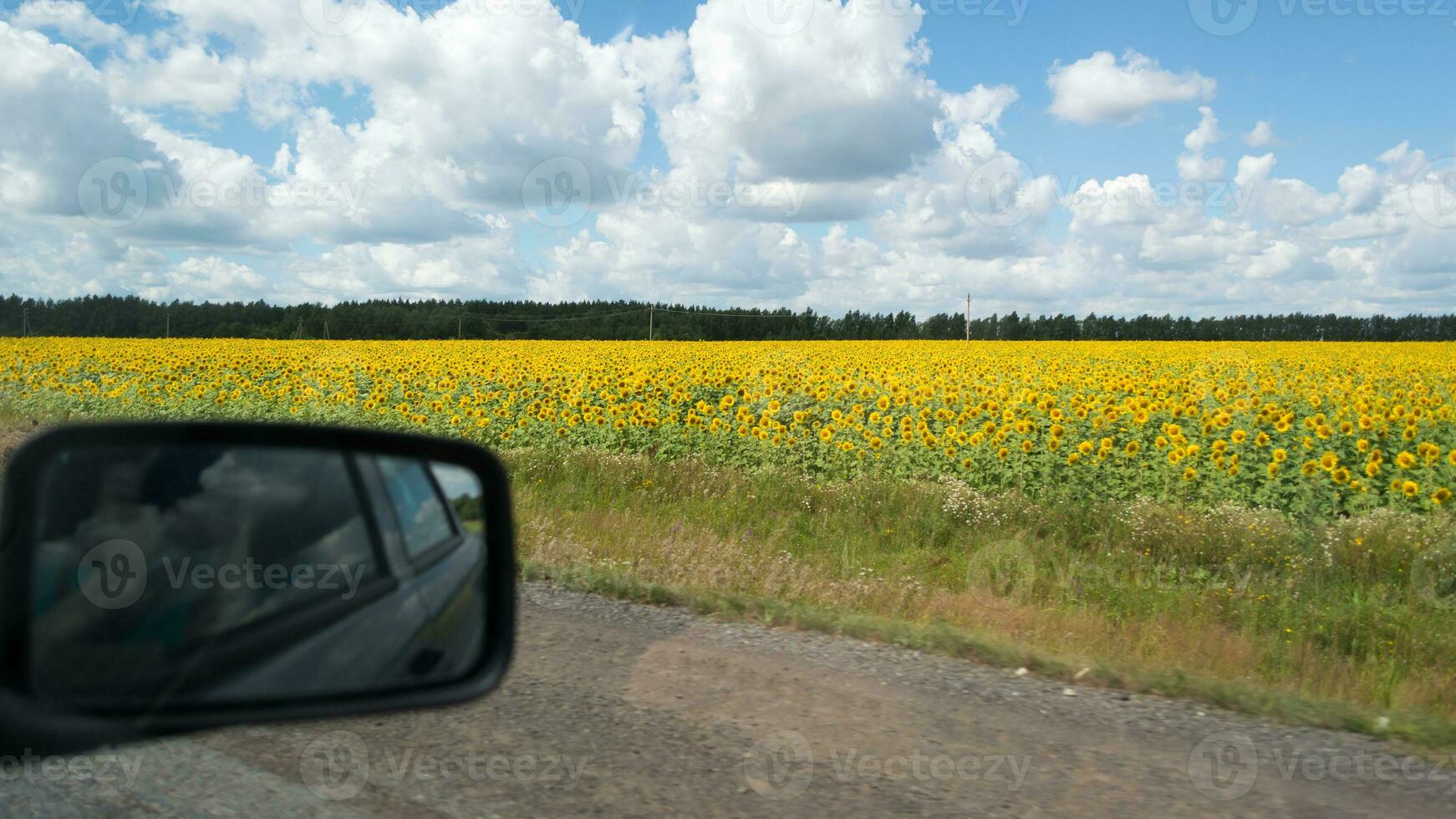 se av solrosor fält i solig dag inuti bil foto