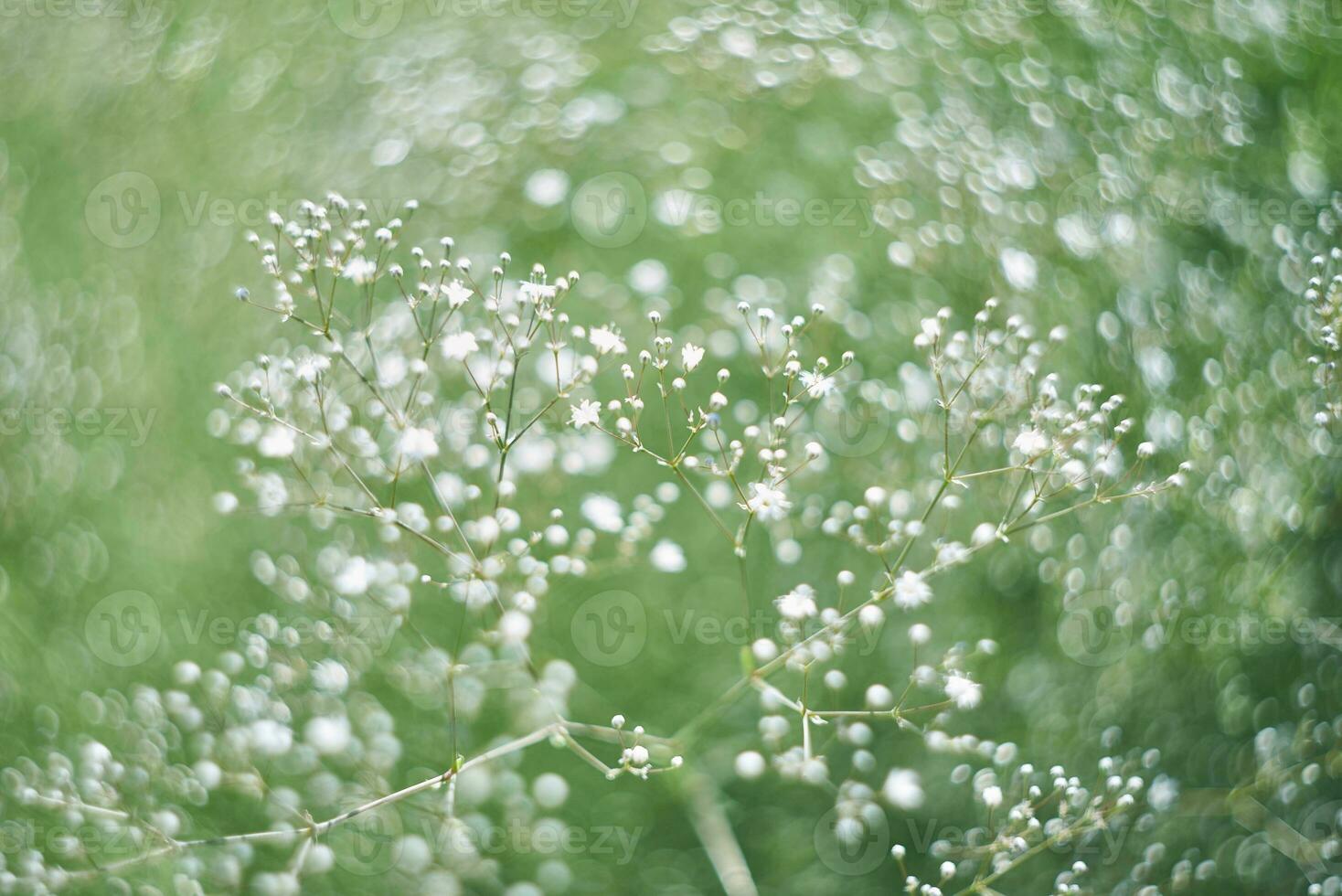 abstrakt blommig bakgrund med vit blomma på suddig gräs bakgrund foto