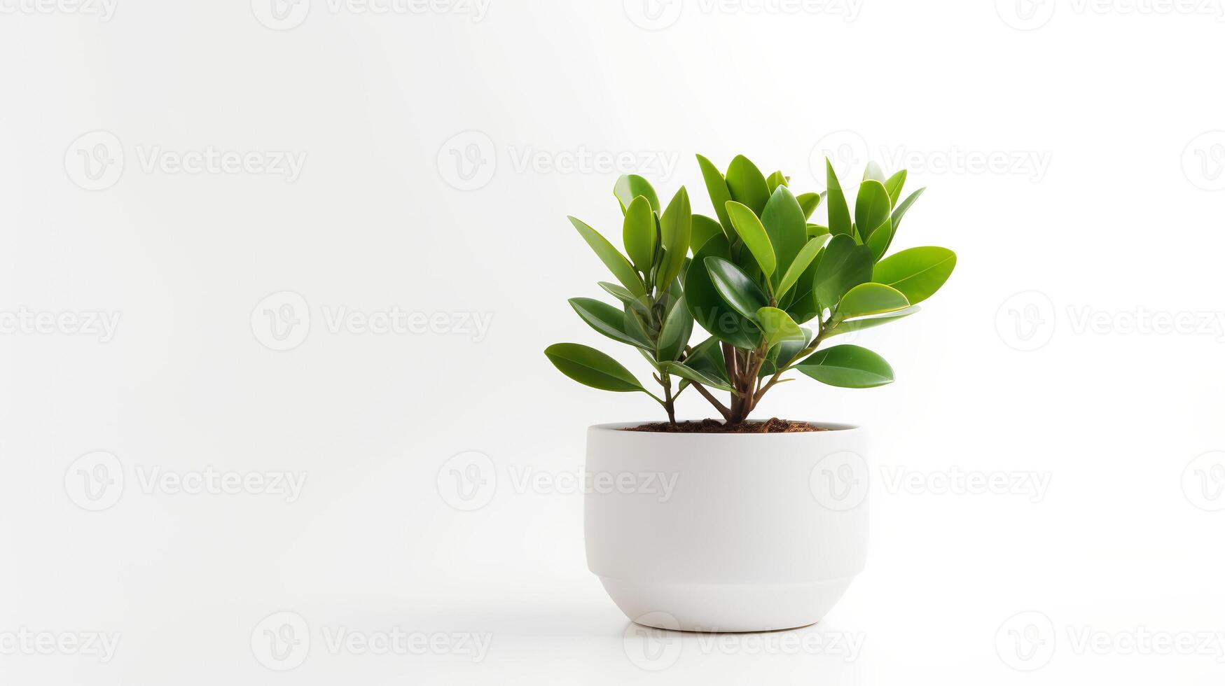 Foto av zamioculcas zamiifolia i minimalistisk pott som krukväxt för Hem dekoration isolerat på vit bakgrund. generativ ai