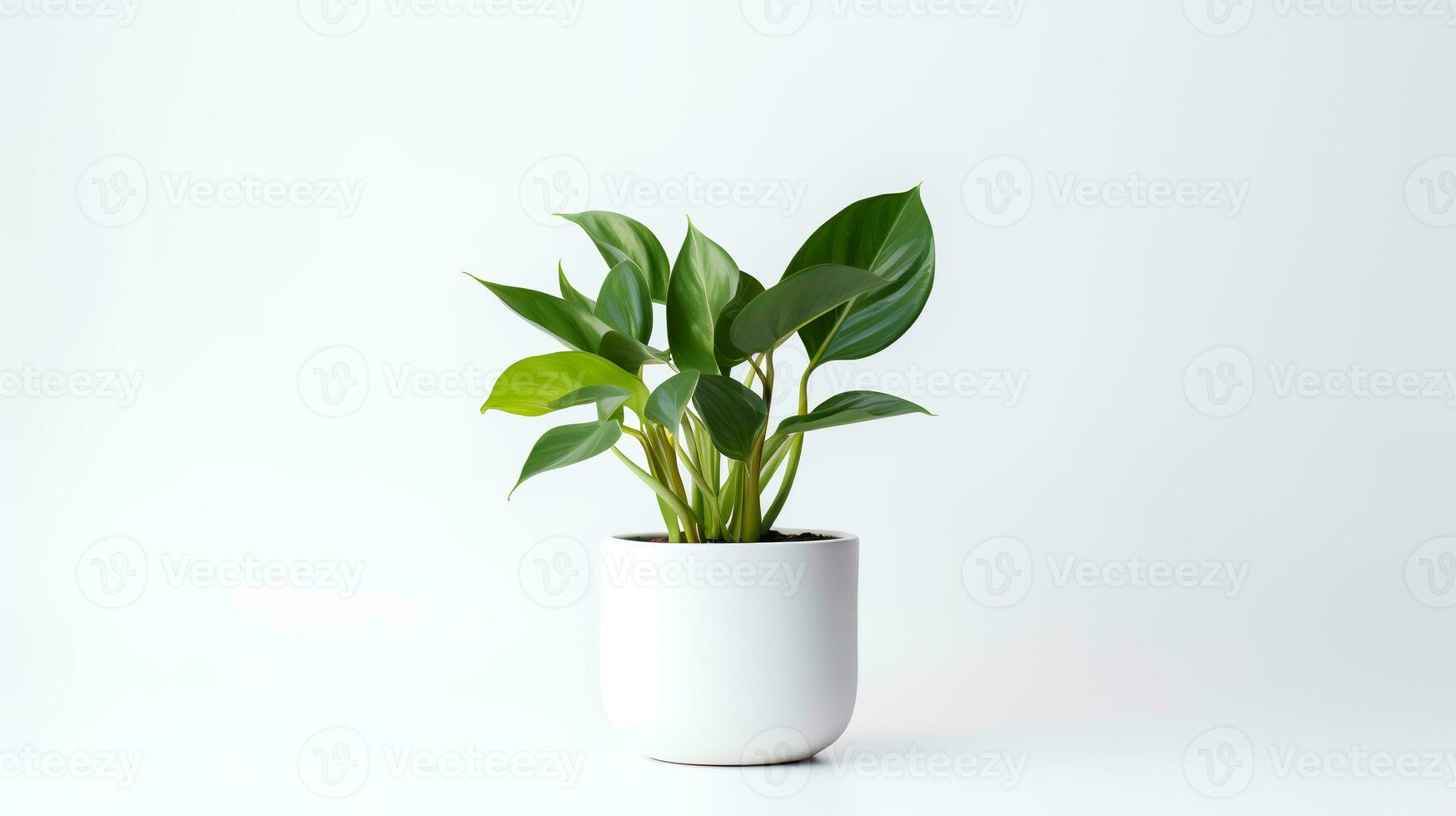 Foto av anubiasin minimalistisk pott som krukväxt för Hem dekoration isolerat på vit bakgrund. generativ ai