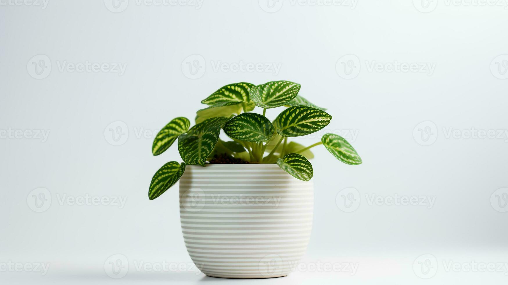 Foto av ficus lyrata i minimalistisk pott som krukväxt för Hem dekoration isolerat på vit bakgrund. generativ ai