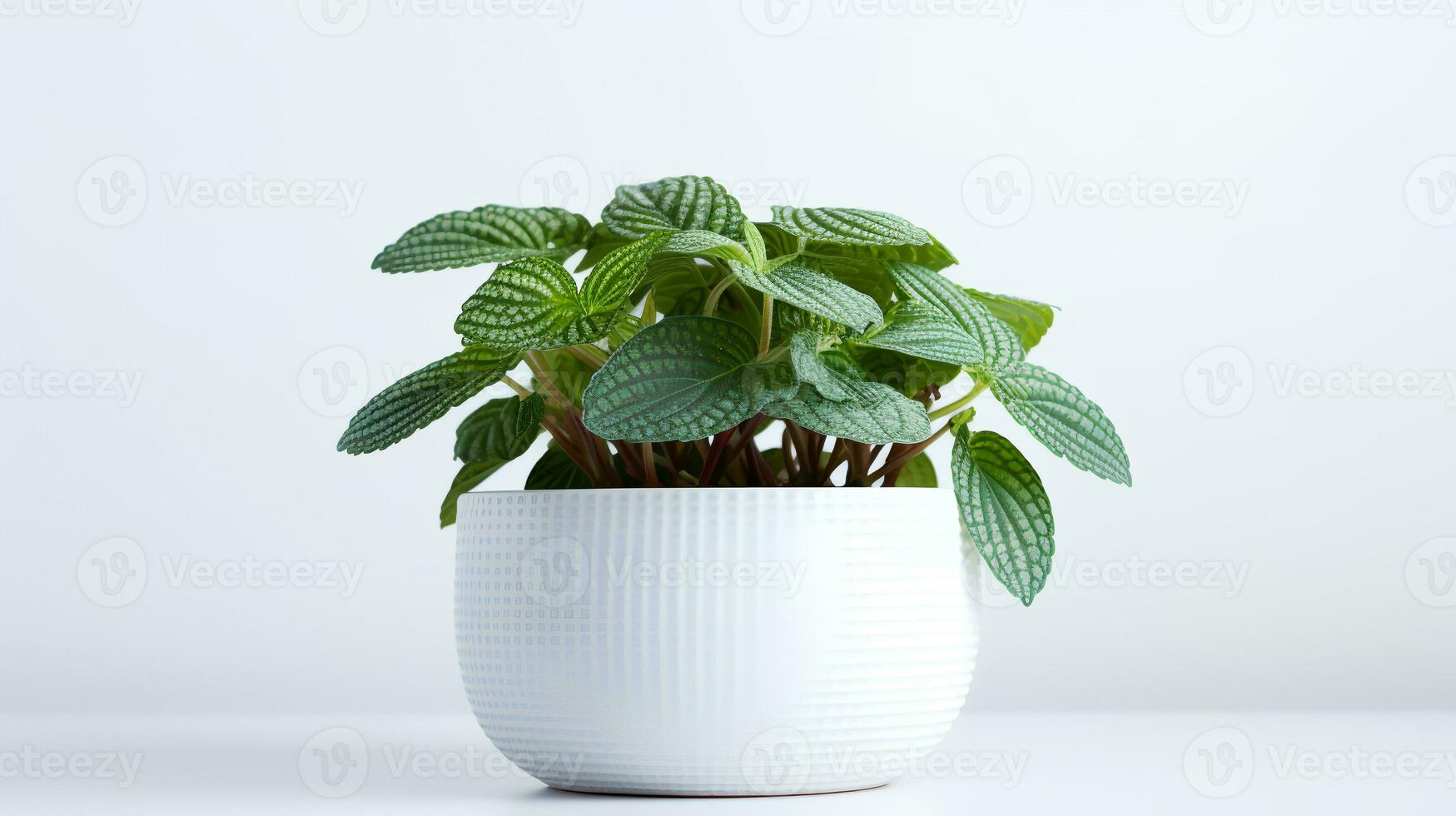Foto av fittonia i minimalistisk pott som krukväxt för Hem dekoration isolerat på vit bakgrund. generativ ai