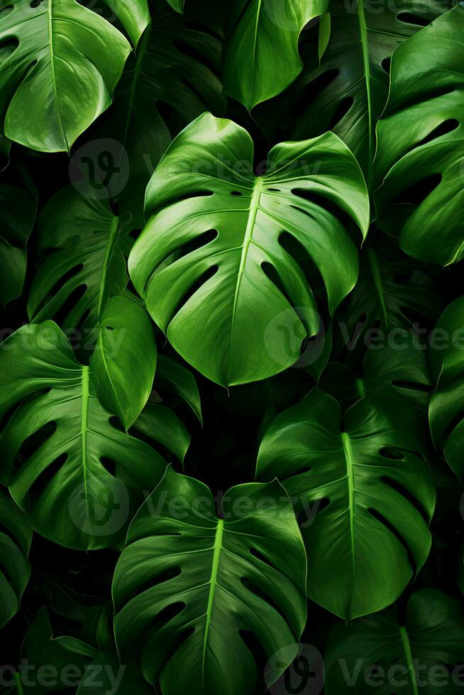 Foto av närbild monstera leafs på svart bakgrund. generativ ai