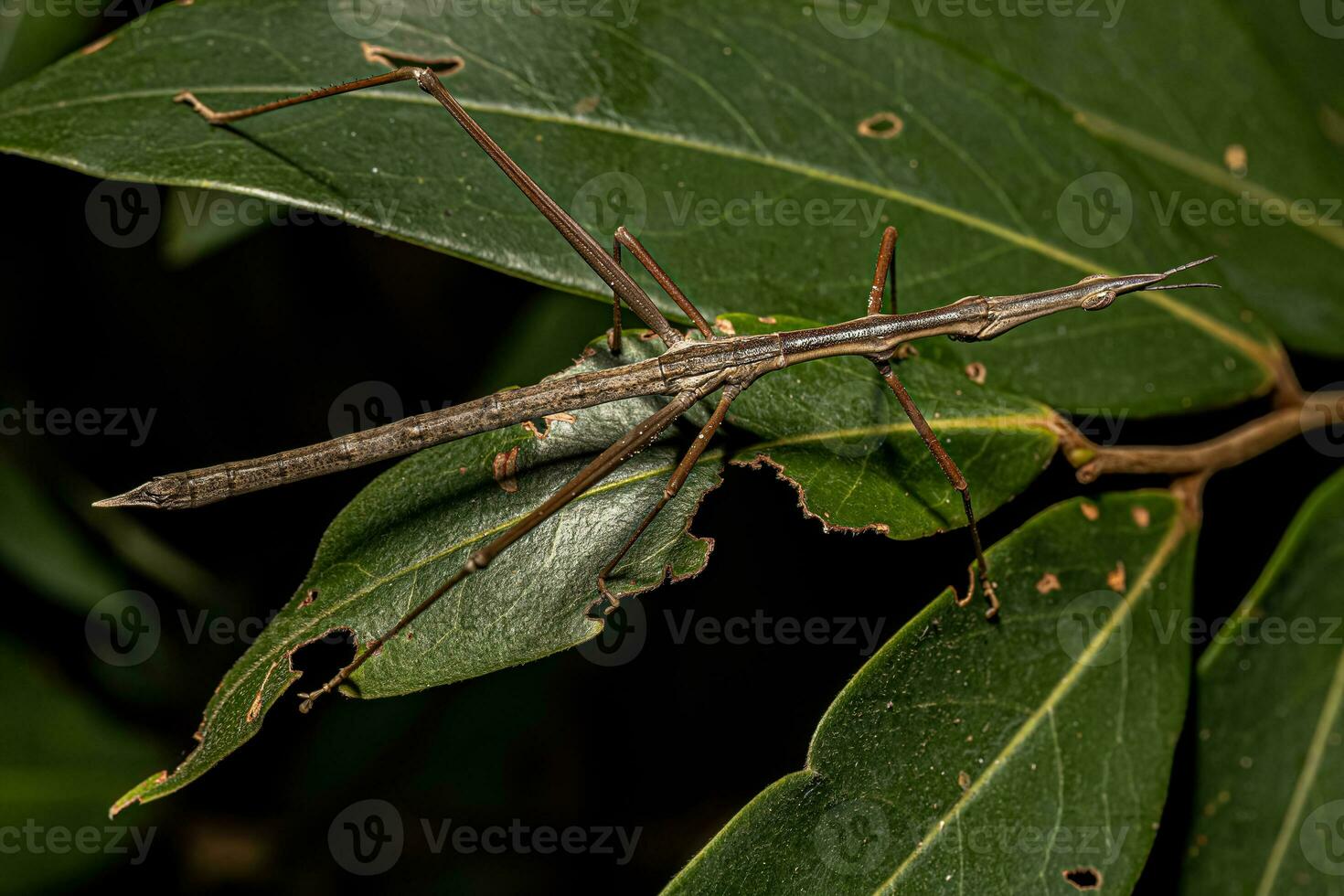 neotropisk stick gräshoppa foto