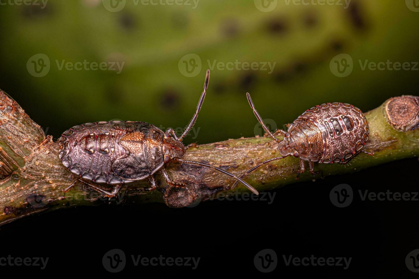 stink bug nymf foto