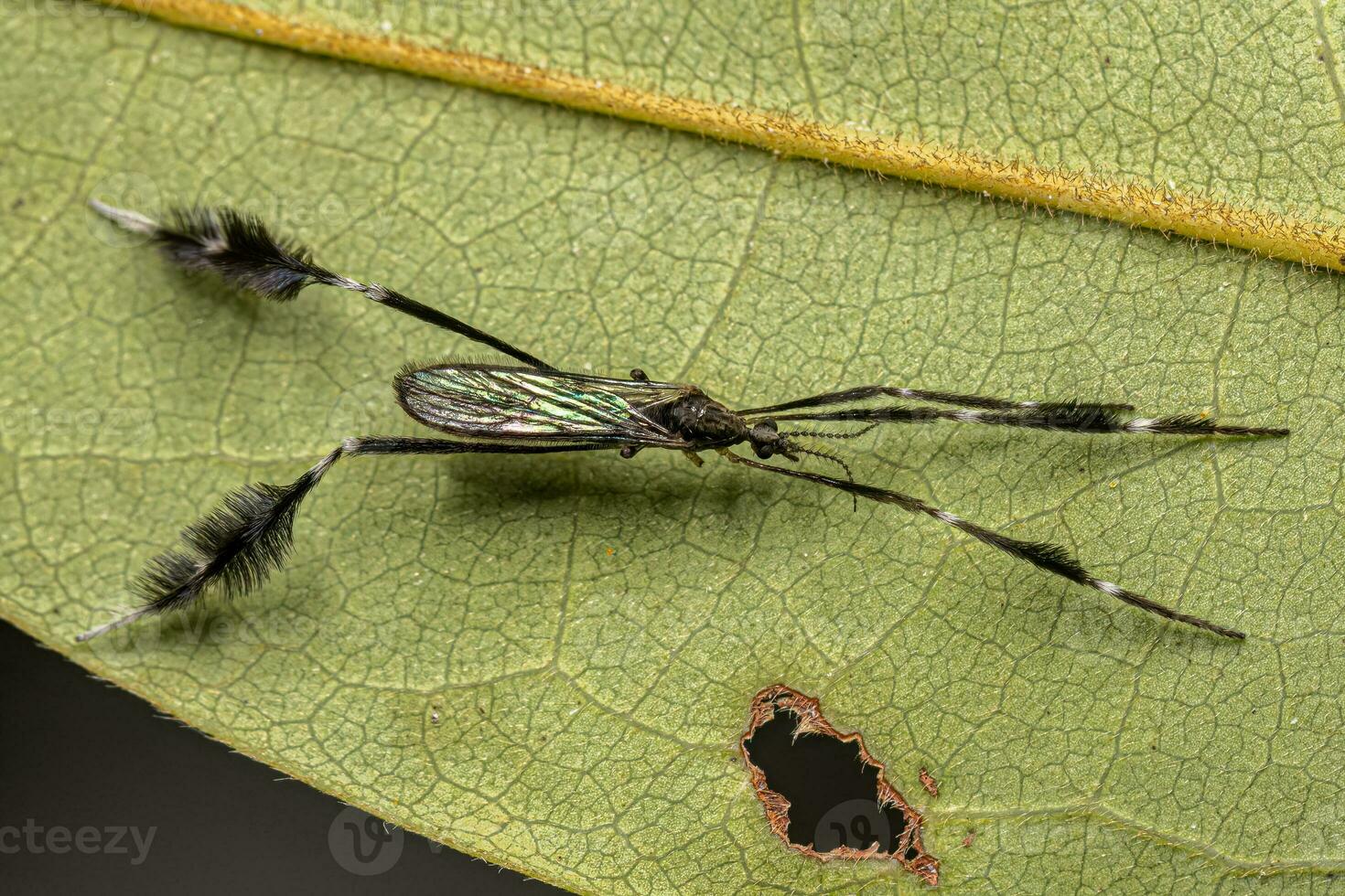 vuxen limoniid kranfluga foto