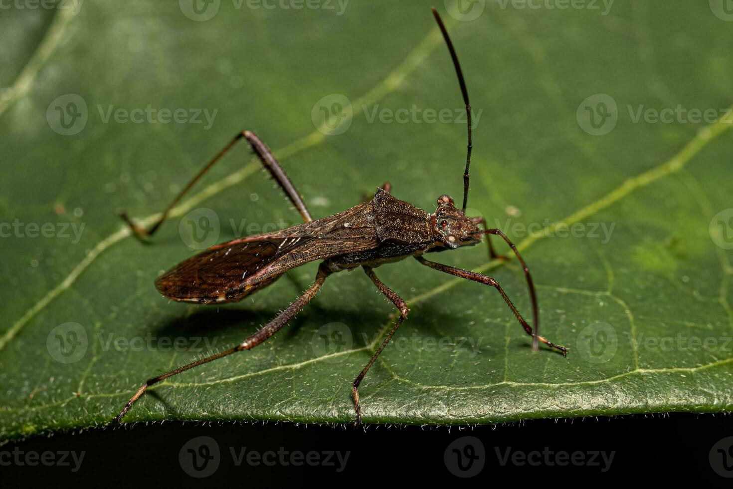 vuxen manlig bred headed insekt foto