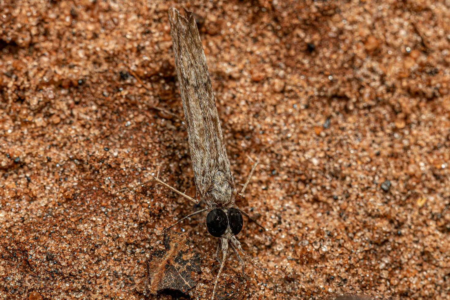 vuxen caddisfly -insekt foto