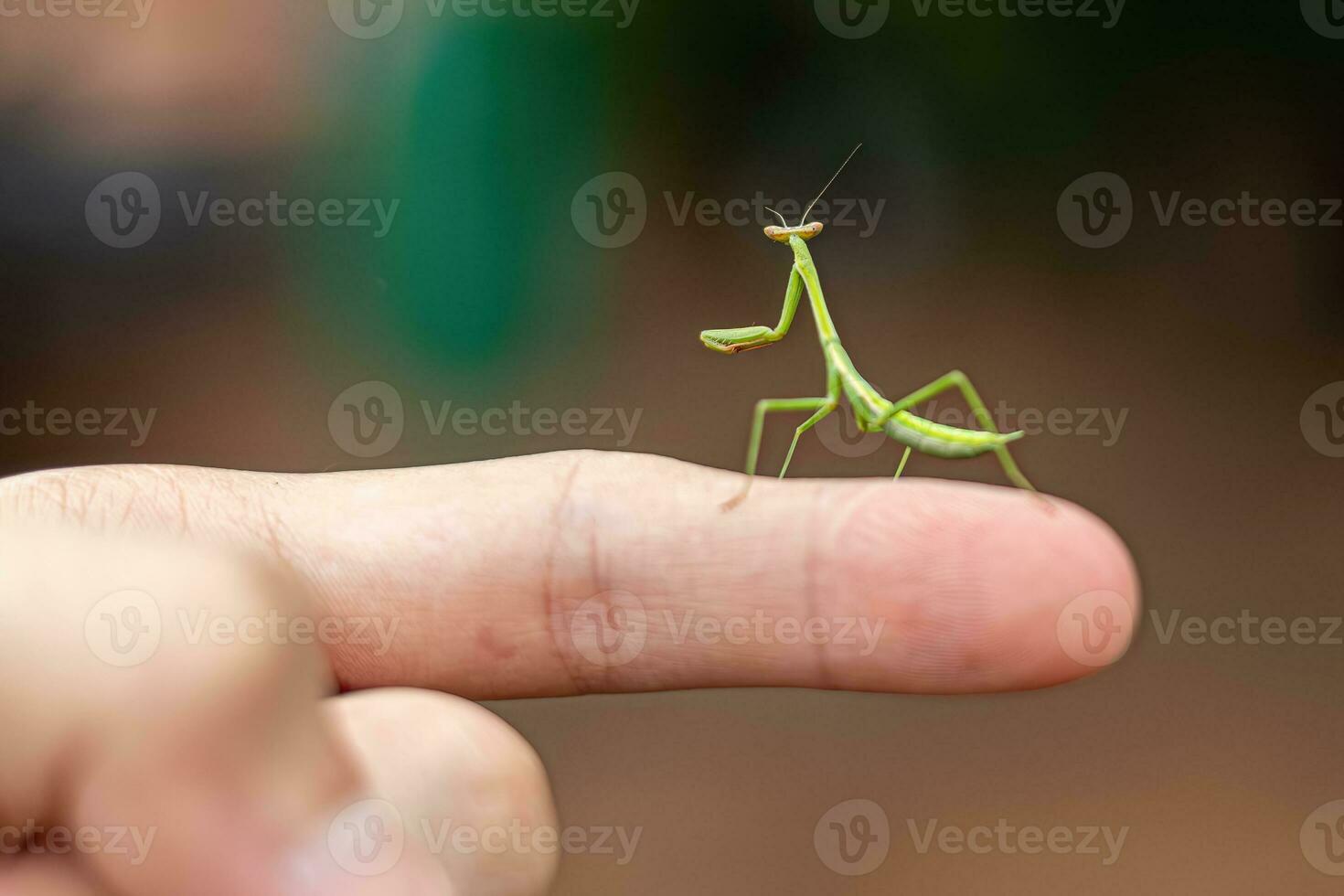 liten mantid nymf foto