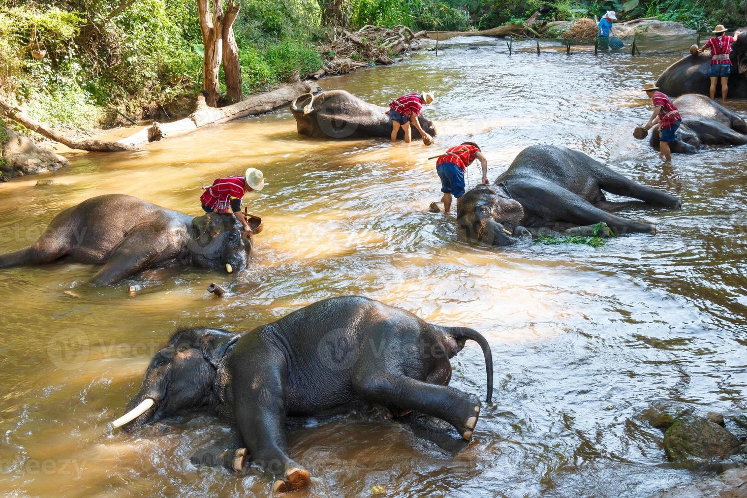thailändsk elefant badade med mahout elefantförare, elefanthållare i maesa elefantläger, chiang mai, thailand foto