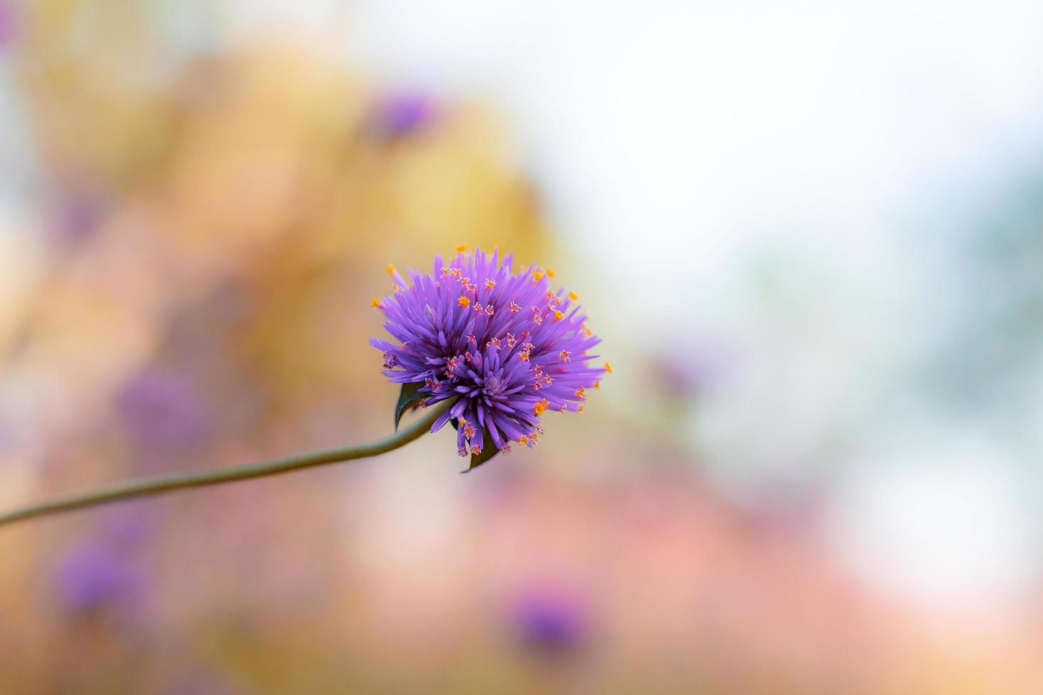 lila blommor på himlen. foto