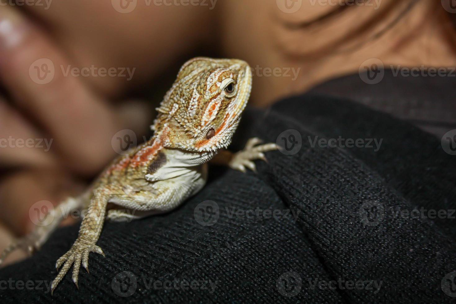 pogona eller mycket lättsam skäggig drake foto