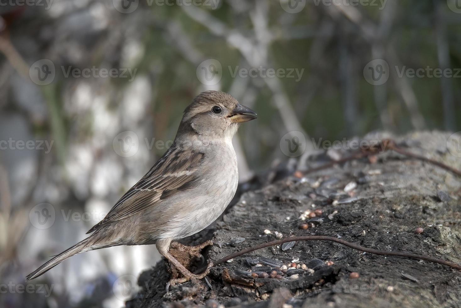sparvfågel som sitter på en skog foto