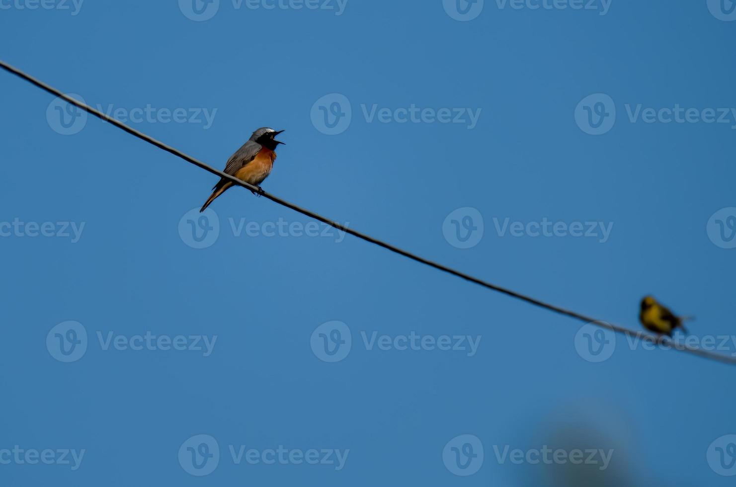 rödstjärtfågel uppe på en högspänningsledning foto