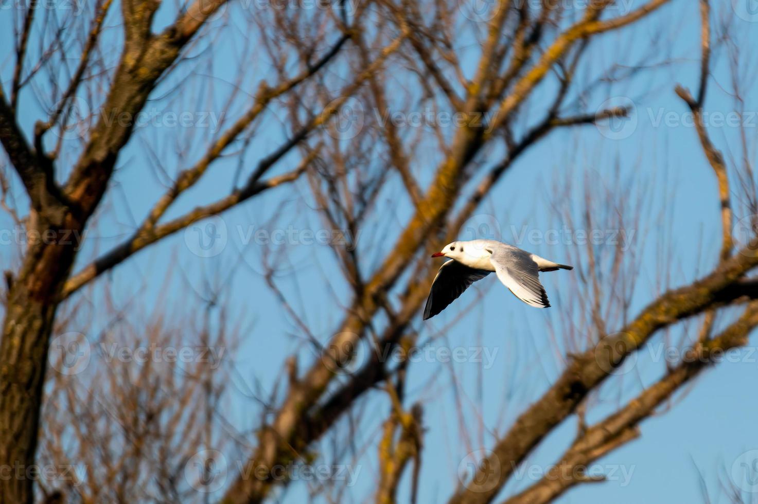 måsfågel i flykt över floden foto