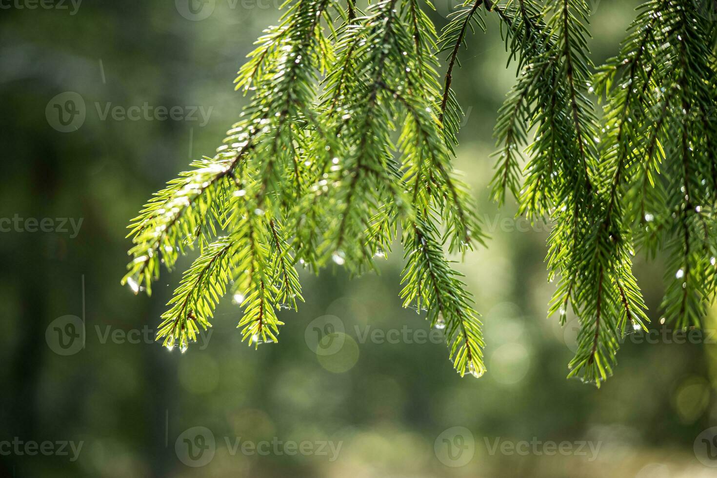 tall träd nålar i solljus med regn droppar på tips och synlig regn faller runt om hängande tall träd gren på suddigt grön bakgrund foto