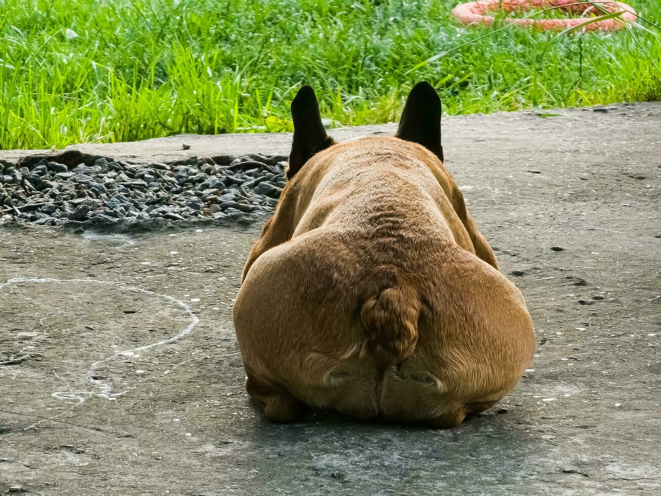 från tillbaka se, franska bulldogg liggande för avslappning på cement golv, söt hund. foto