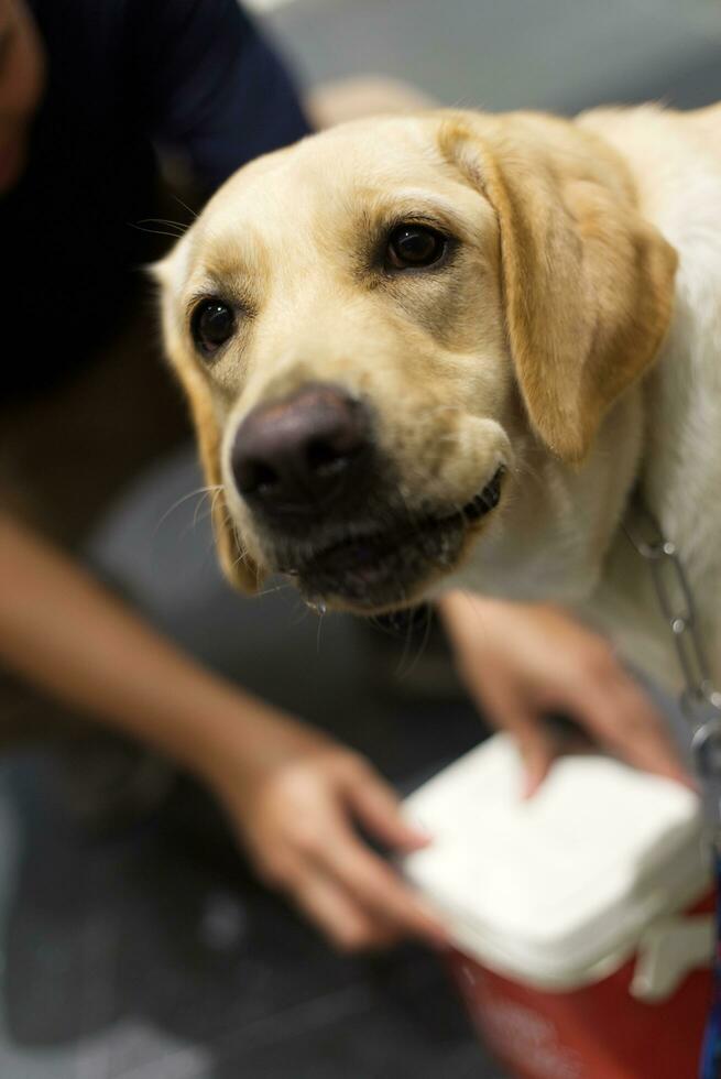 stänga upp labrador retriever hund med hund koppel på de golv i de sällskapsdjur expo med människor fot foto