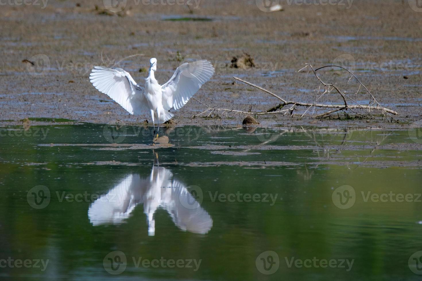 vit ägretthägerfågel på sjön foto