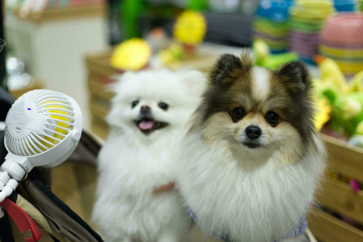 stänga upp härlig vit brun pomeranian hund ser upp med söt ansikte i de hund vagn i sällskapsdjur expo hall foto