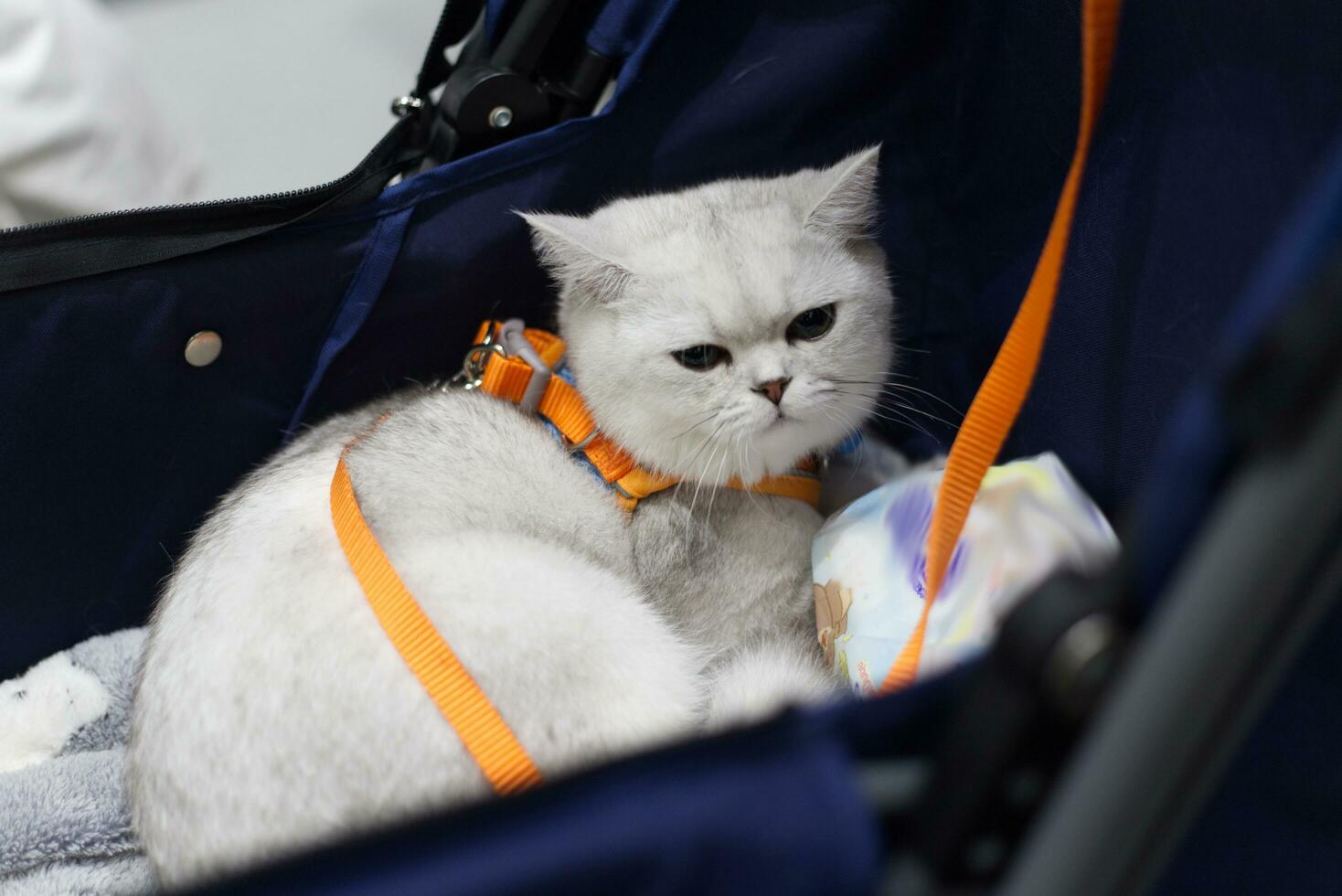 stänga upp härlig vit brun grå katt ser upp med söt ansikte i de hund vagn i sällskapsdjur expo hall foto