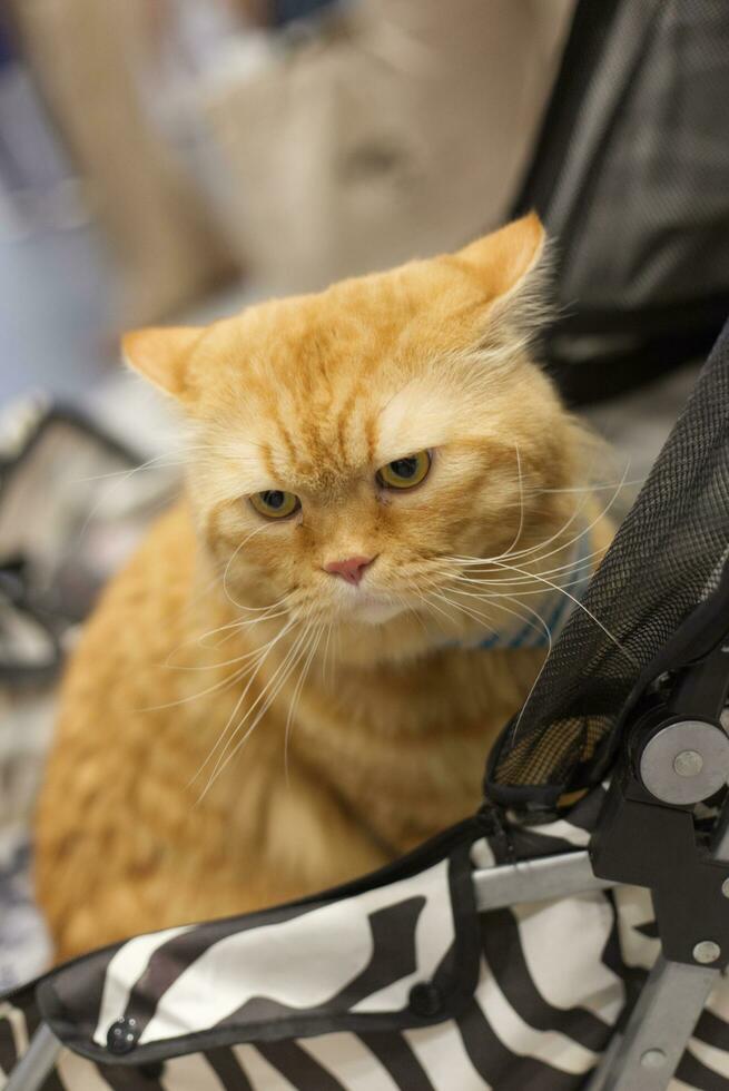 stänga upp härlig vit brun orange katt ser upp med söt ansikte i de hund vagn i sällskapsdjur expo hall foto