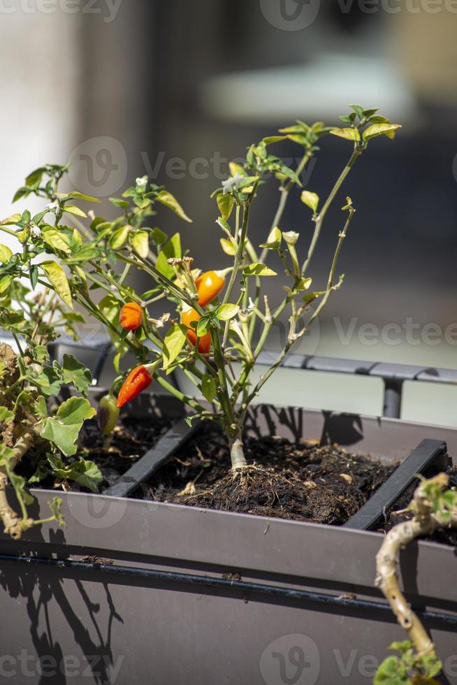 chiliplanta planterade på en kruka foto