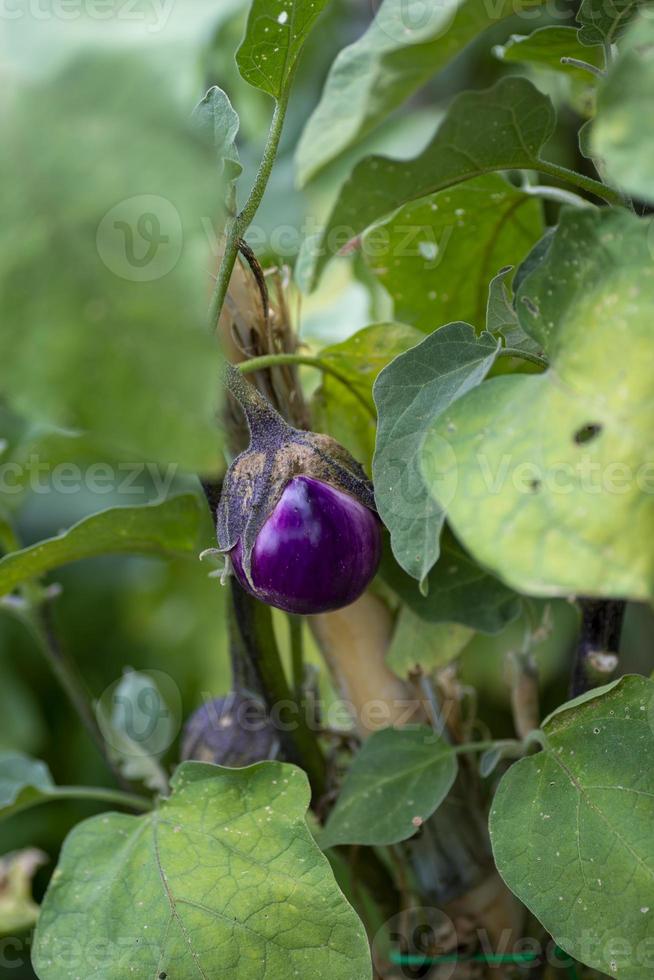 aubergine växter växer under sin period foto