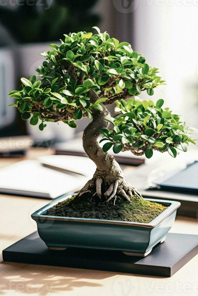 bonsai salighet nybörjare handbok med fängslande vit bakgrund fotografera av ficus bonsai foto