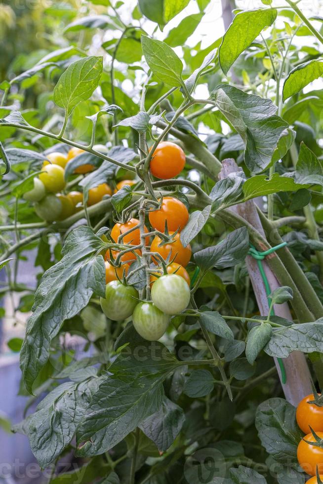 tomater för livsmedelsbruk under tillväxt foto