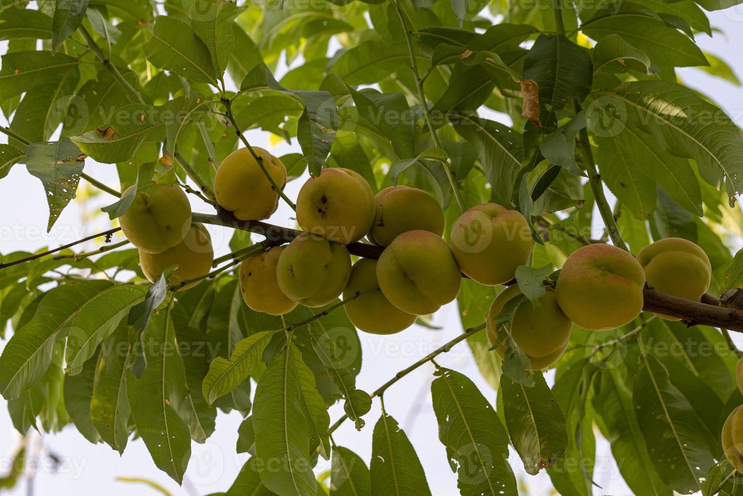 september persikor på trädet foto