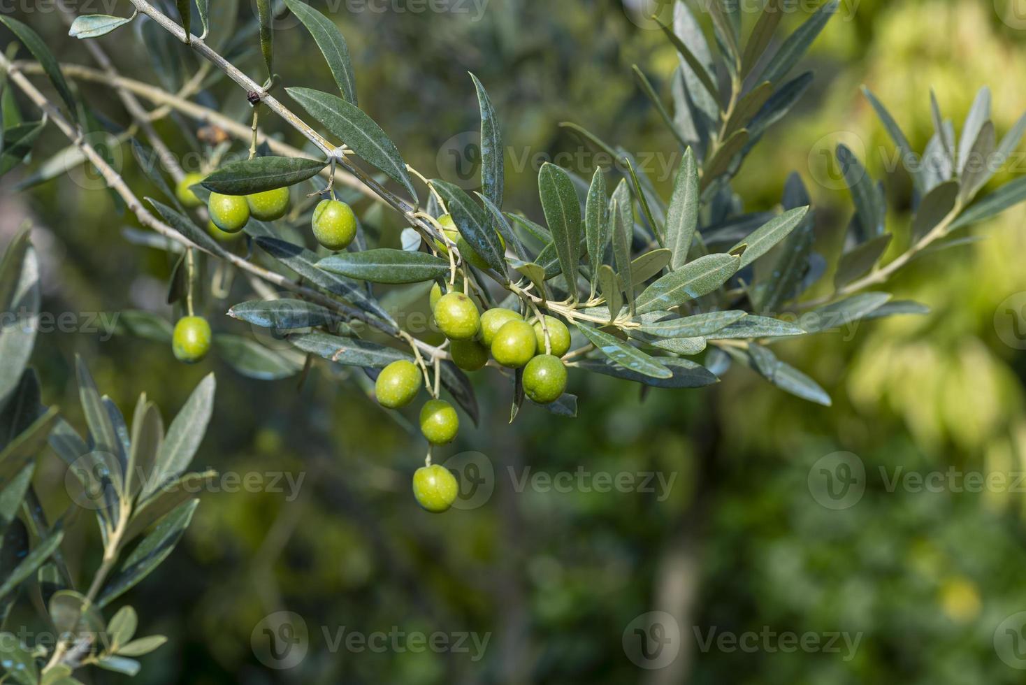 olivfrukt på trädet foto
