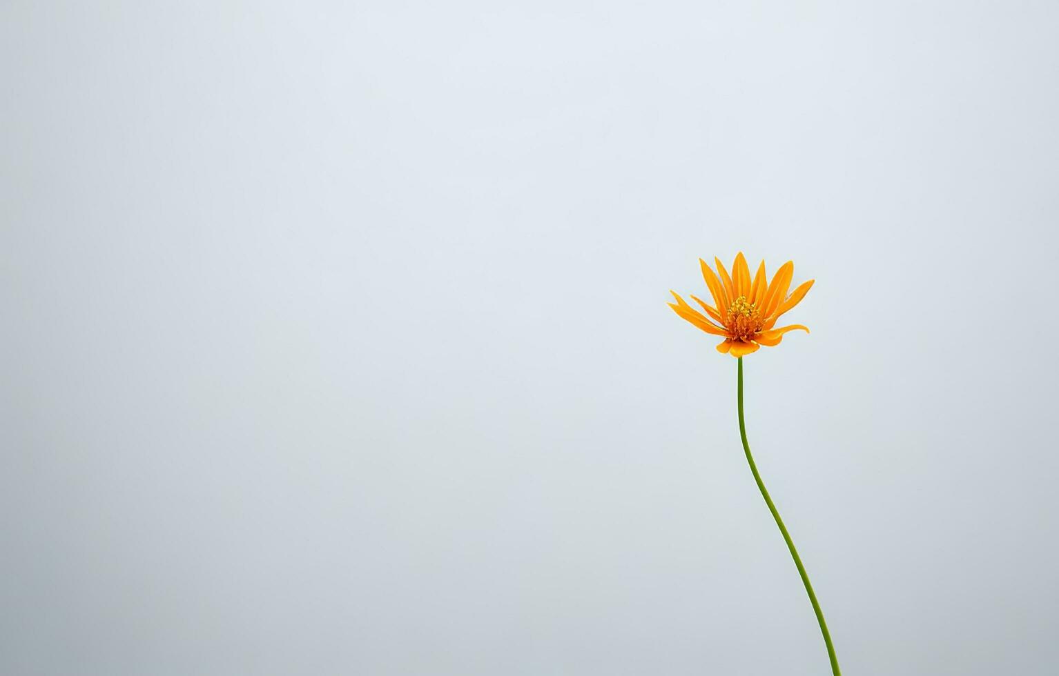 abstrakt vit bakgrund, vit bakgrund, orange och vit bakgrund, bakgrund, ai genererad foto