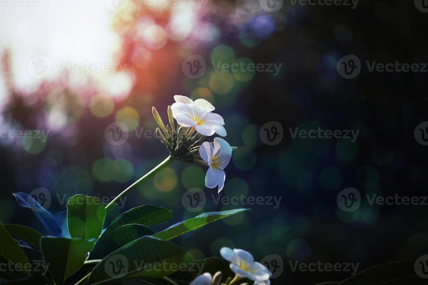 vita plumeria blommor i parken. foto