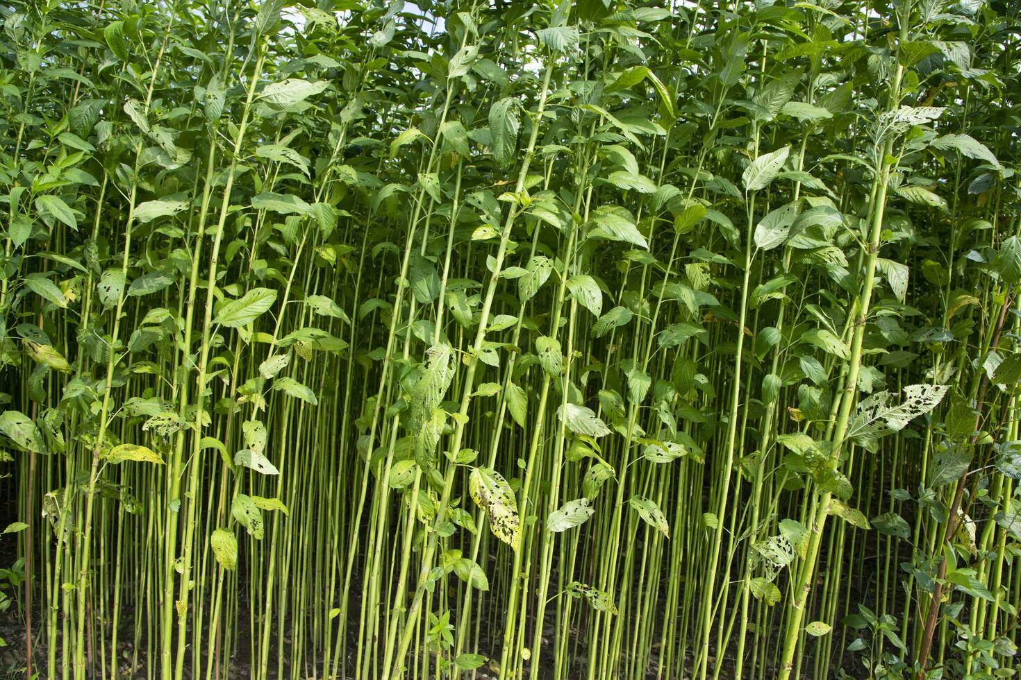 grön rå jute växt mönster textur kan vara Begagnade som en bakgrund tapet foto