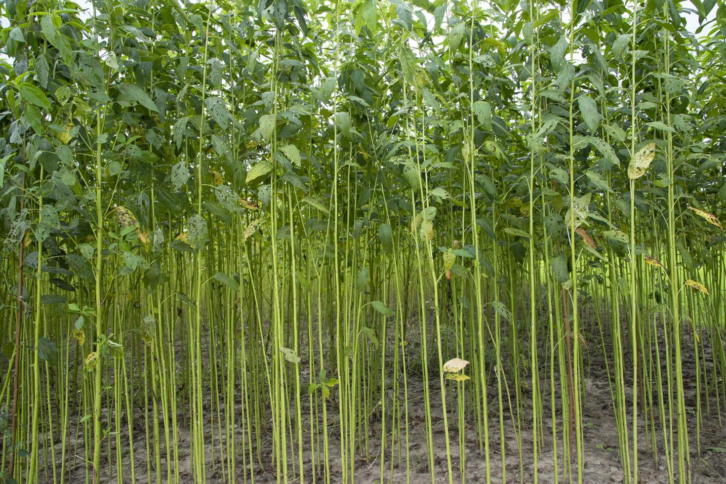 grön jute plantage fält. rå jute växt mönster textur bakgrund. detta är de kallad gyllene fiber i bangladesh foto