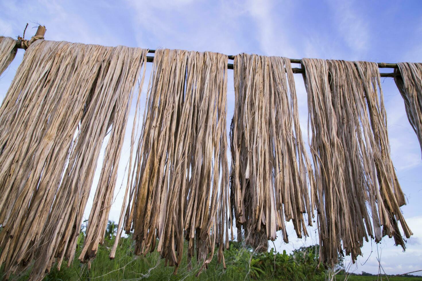 gyllene våt rå jute fiber hängande under de solljus för torkning i bangladesh foto