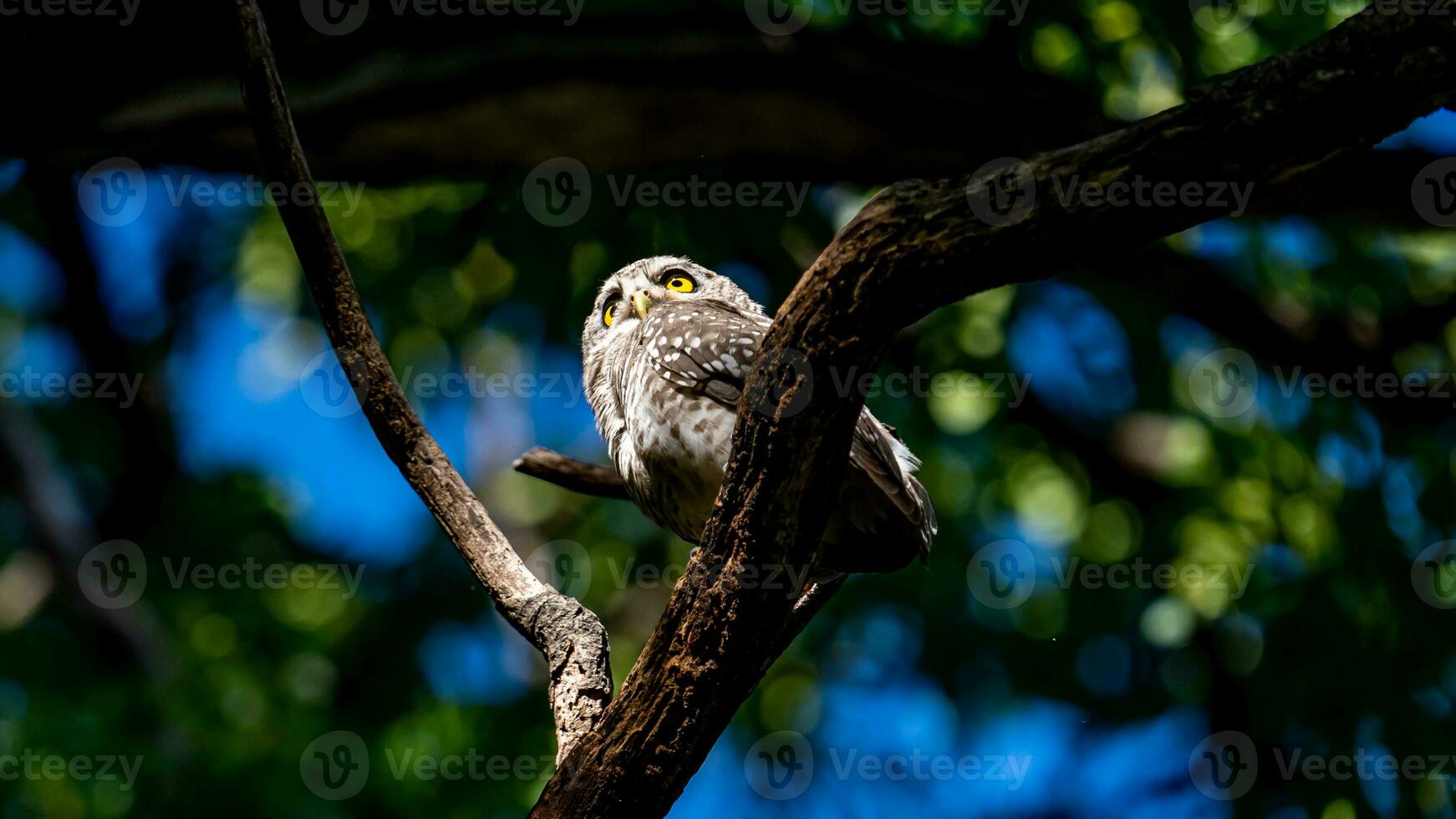 fick syn på owlet på träd i de trädgård foto