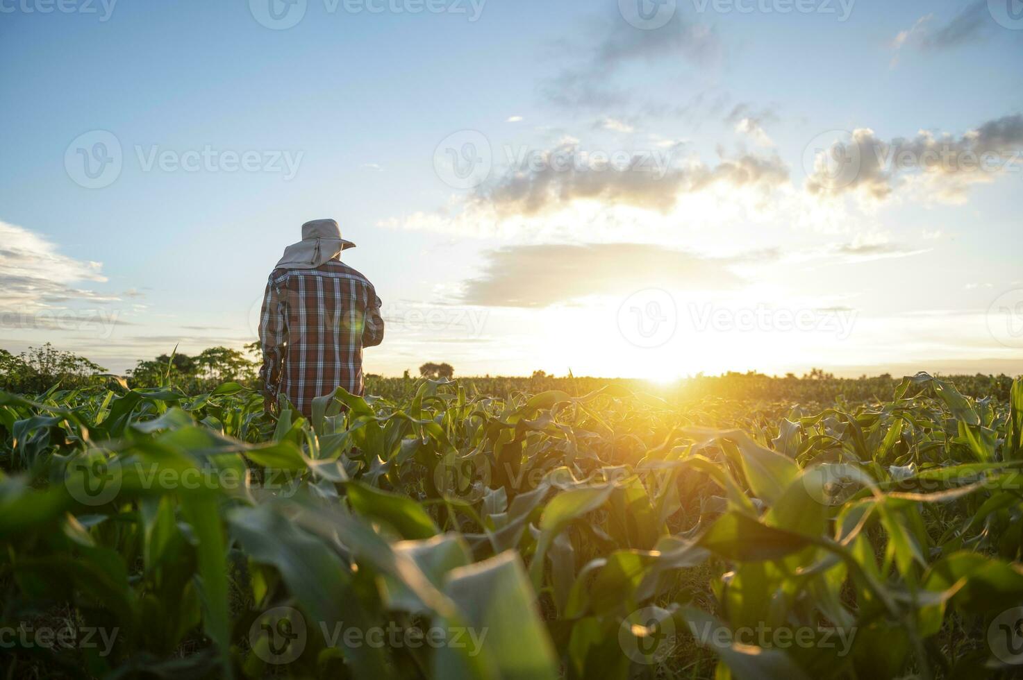 lantbruk analyserar majs beskära data med läsplatta och solnedgång ljus teknologi länkning majs jordbruksmark data till internet foto