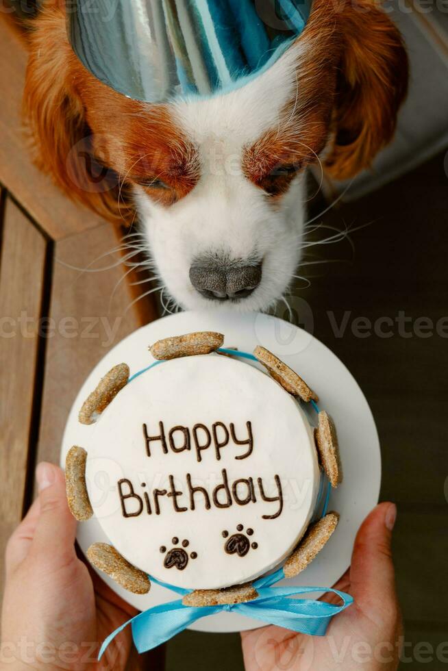 hundar födelsedag fest. kaka för sällskapsdjur tillverkad av småkakor i form av kött ben. söt hund bär fest hatt på tabell med utsökt födelsedag kaka foto