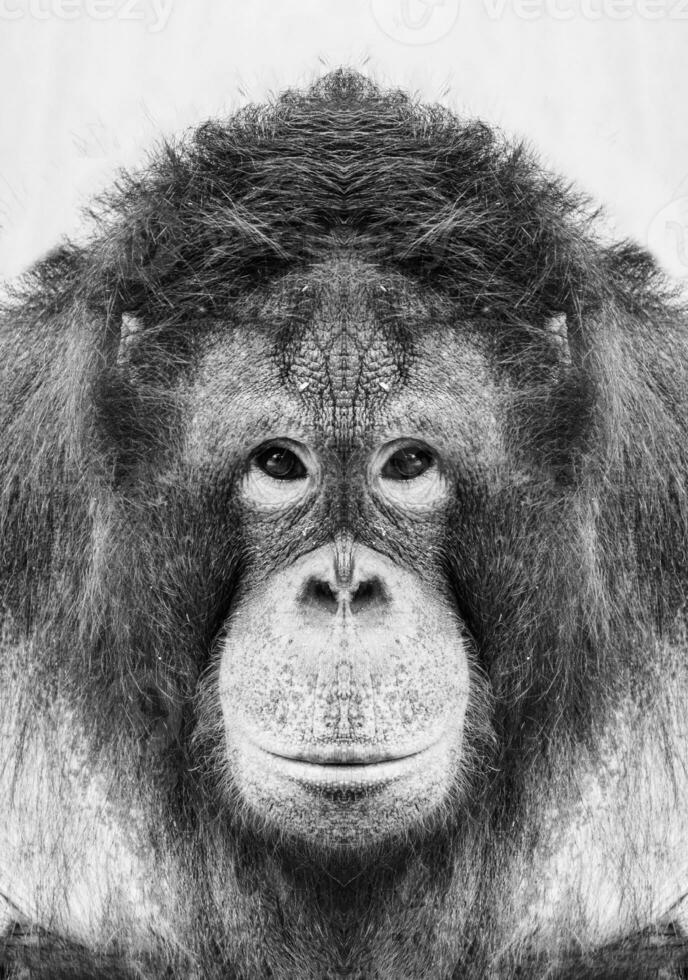 en skön svart och vit porträtt av en apa på stänga räckvidd den där utseende på de kamera foto