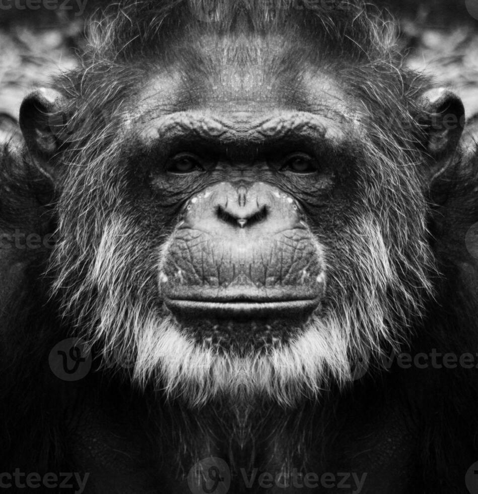 en skön svart och vit porträtt av en apa på stänga räckvidd den där utseende på de kamera. schimpans. foto
